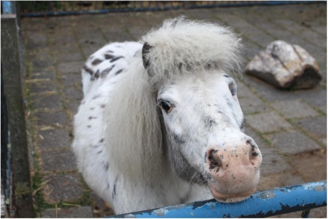 Pony op Sluiszicht